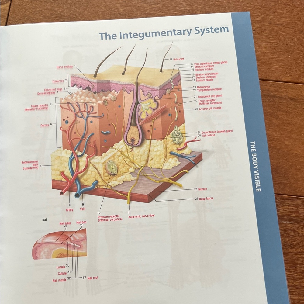 Human Body textbook - Picture 10 of 11